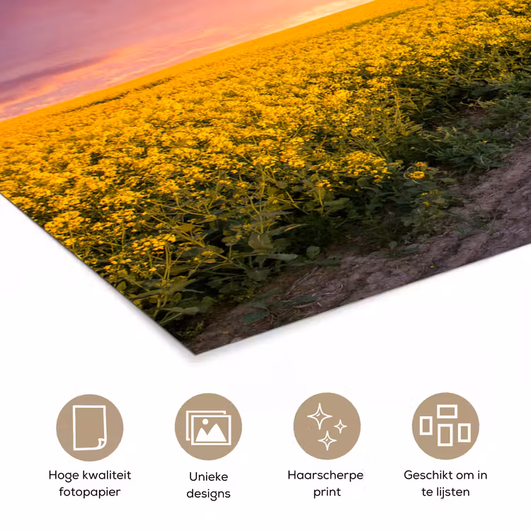 Bloemen - Weg - Lucht - Geel - Paars - Zonsondergang - Natuur poster papier klein -closeup_NL