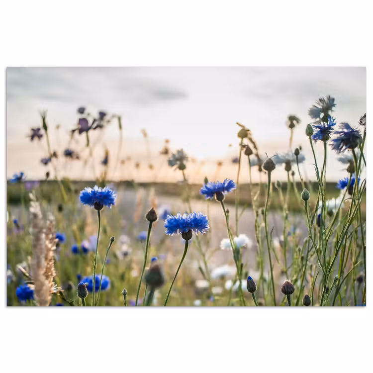 Bloemen - Zomer - Korenbloem - Blauw - Zon - Wolken poster papier klein -3d