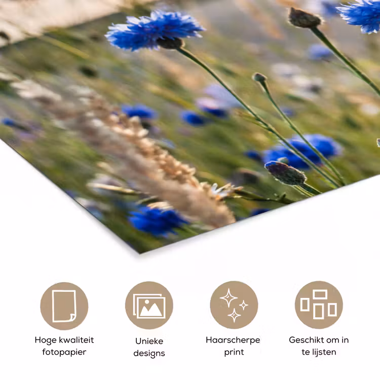 Bloemen - Zomer - Korenbloem - Blauw - Zon - Wolken poster papier klein -closeup_NL