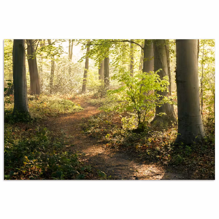 Bos - Bomen - Pad - Zon - Planten - Bladeren - Natuur poster papier klein -3d