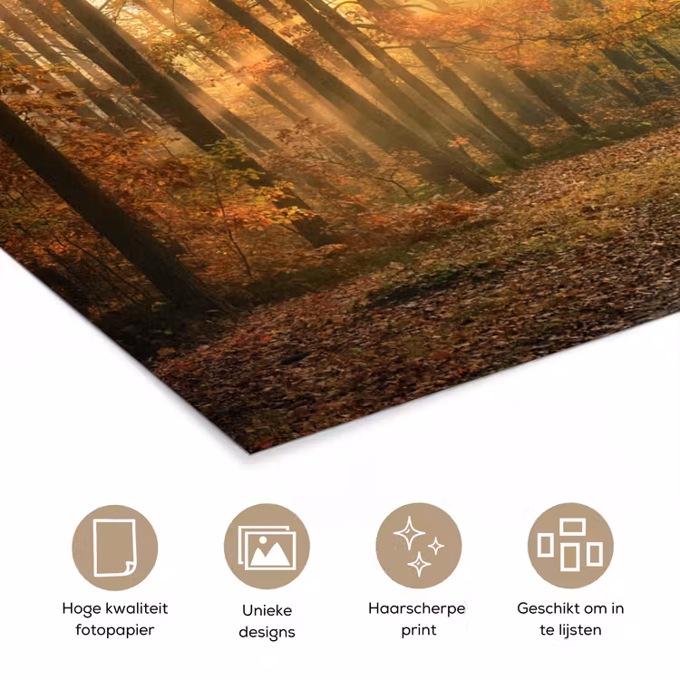 Bos - Herfst - Zon - Landschap - Natuur - Bomen - Bladeren poster papier klein -closeup_NL