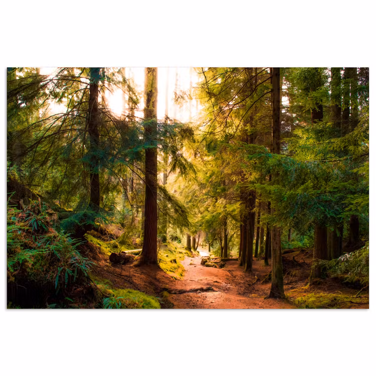 Bos - Pad - Bomen - Groen - Zon - Natuur poster papier klein -3d