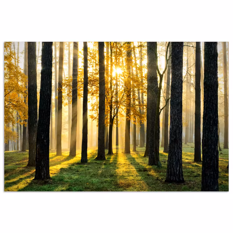 Bos - Zon - Bomen - Gras - Landschap  - Natuur poster papier klein -3d
