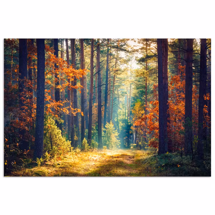 Bos - Zon - Natuur - Herfst poster papier klein -3d
