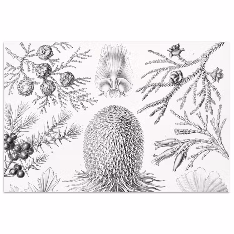 Coniferen - Ernst Haeckel - Kunst - Retro - Illustratie - Natuur poster papier klein -3d