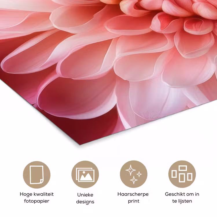Dahlia - Bloem - Close up - Roze poster papier klein -closeup_NL