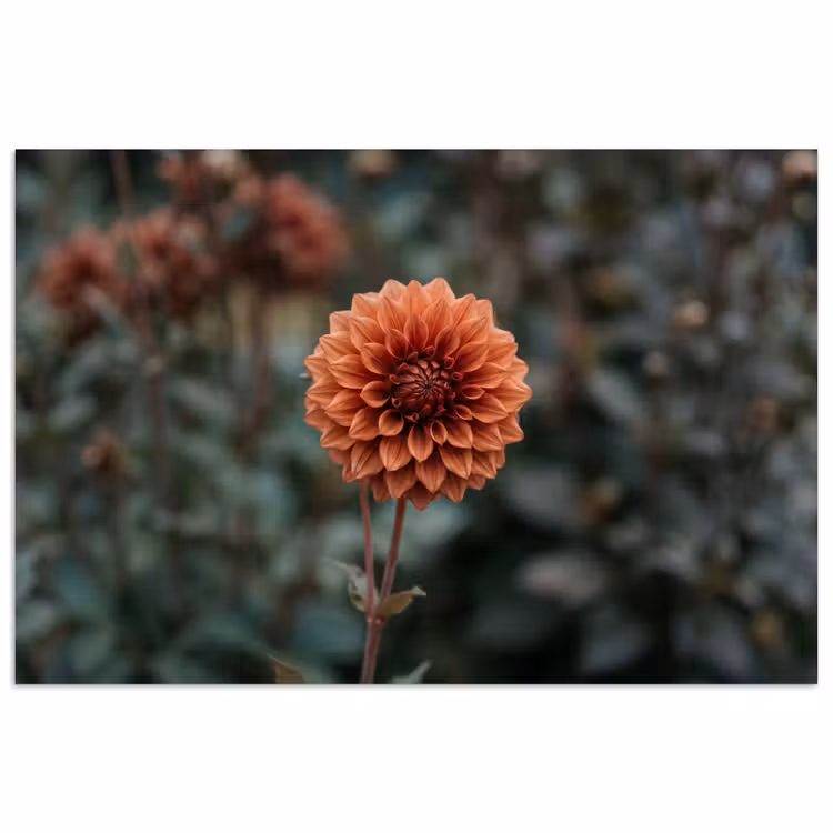 Dahlia - Bloem - Natuur - Sfeervol poster papier klein -3d