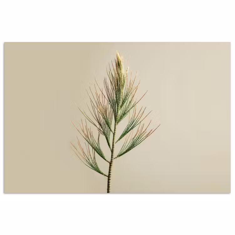 Dennentak - Naaldvormige bladeren - Lichtgroen poster papier klein -3d