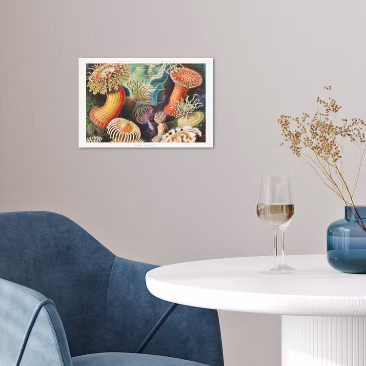 Ernst Haeckel - Anemoon - Retro - Natuur - Planten - Zee poster papier klein -sfeer3
