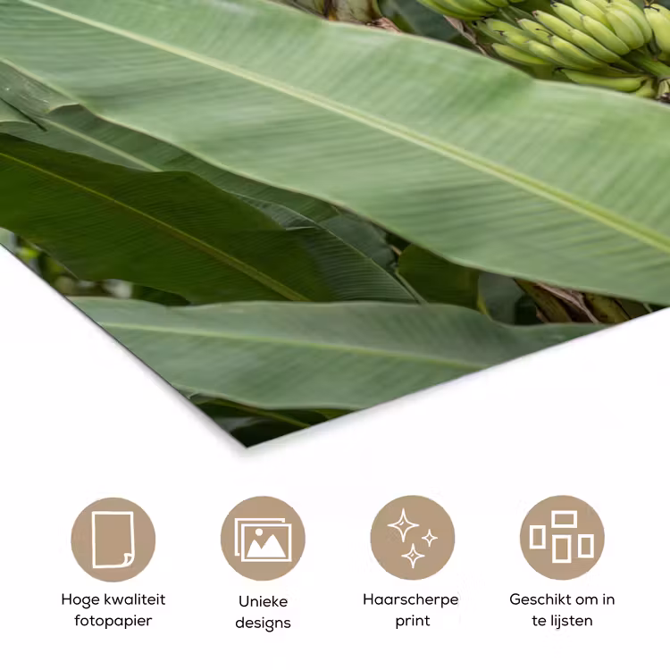 Eten - Bananen - Plantage - Groen poster papier klein -closeup_NL