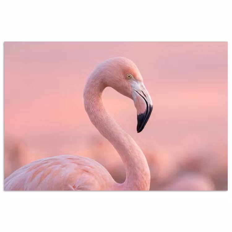 Flamingo - Portret - Roze poster papier klein -3d