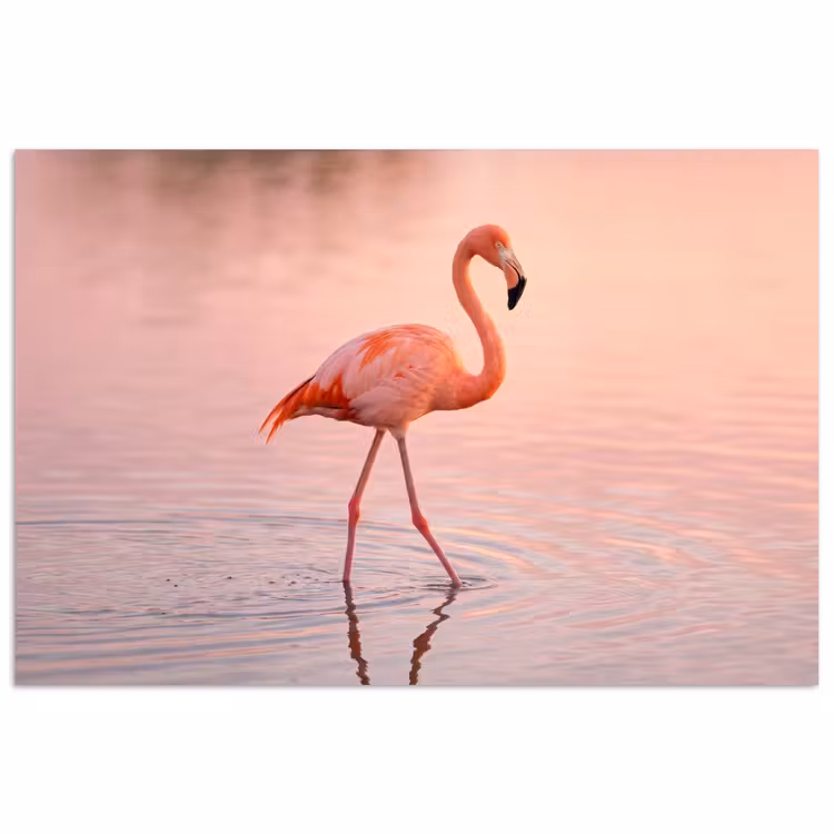 Flamingo - Water - Roze poster papier klein -3d