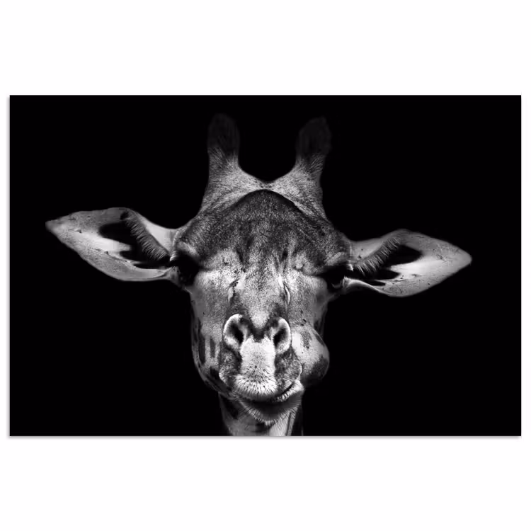 Giraffe - Portret - Dieren - Zwart - Wit poster papier klein -3d