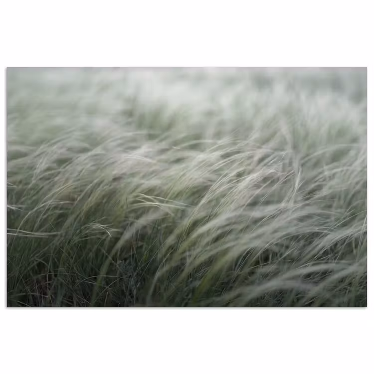 Gras - Wazig - Natuur - Groen - Zacht poster papier klein -3d