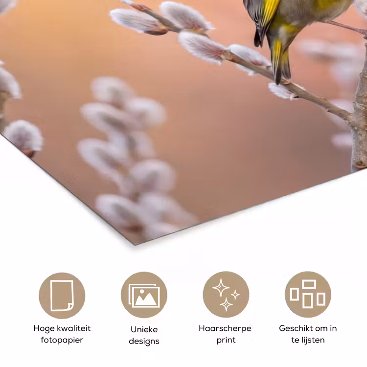 Groenling - Katjes - Lente - Natuur - Zacht poster papier klein -closeup_NL