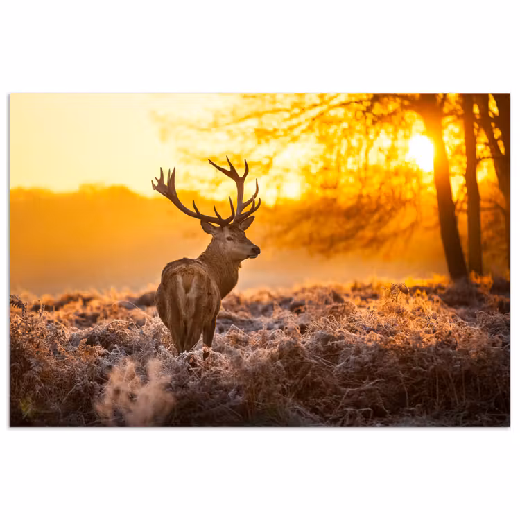Hert - Dieren - Zonsondergang - Winter - Heide - Natuur poster papier klein -3d