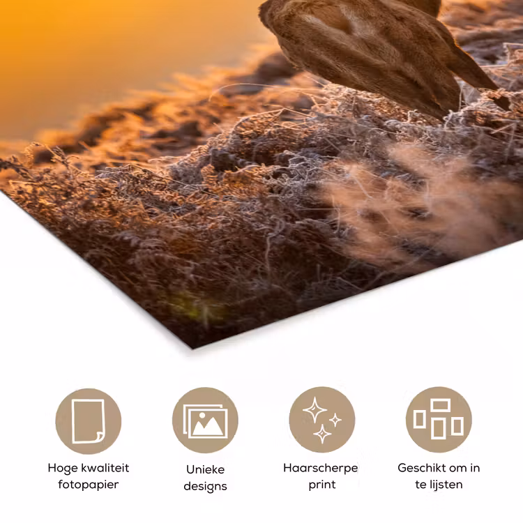 Hert - Dieren - Zonsondergang - Winter - Heide - Natuur poster papier klein -closeup_NL