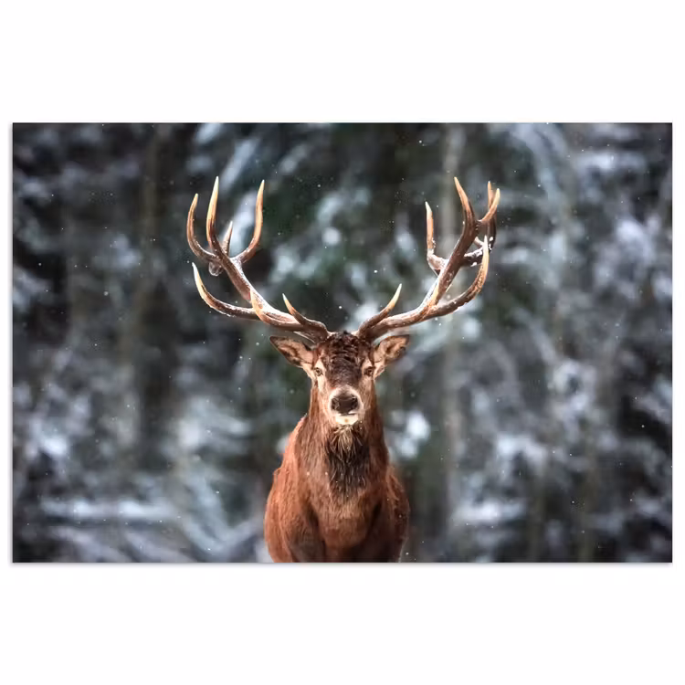 Hert - Winter - Sneeuw - Bos - Natuur - Dier poster papier klein -3d