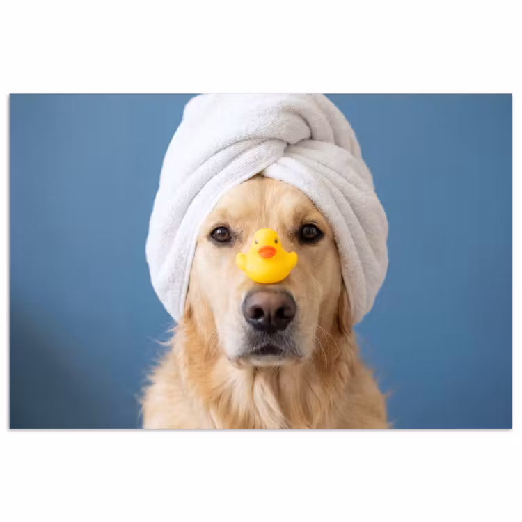 Hond - Badeend - Geel poster papier klein -3d