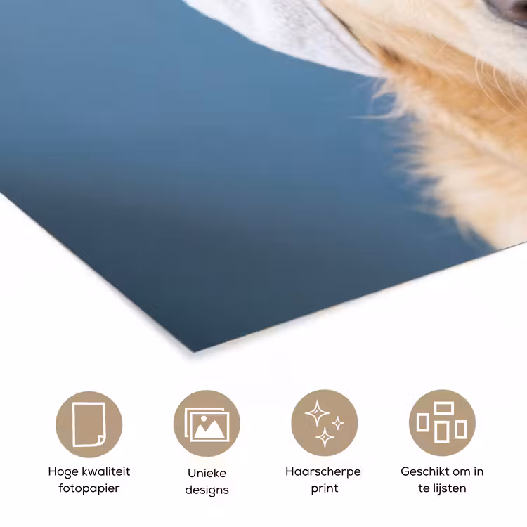 Hond - Badeend - Geel poster papier klein -closeup_NL