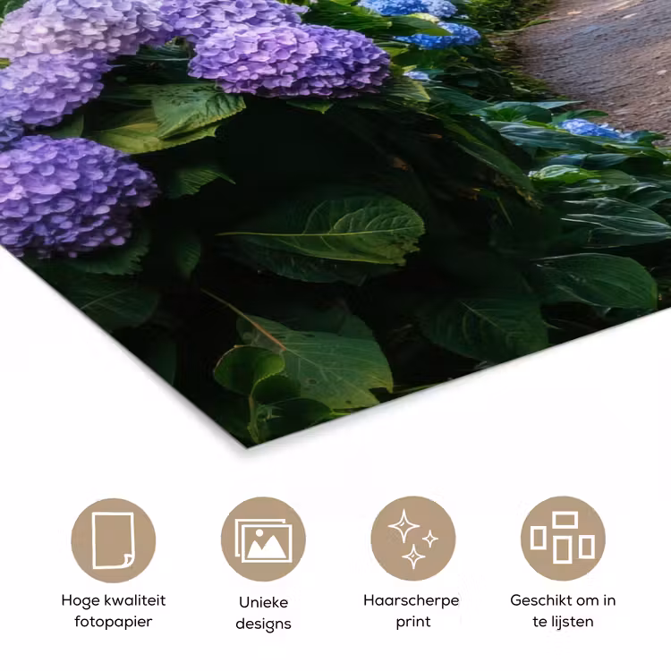 Hortsensia - Pad - Bloemen poster papier klein -closeup_NL