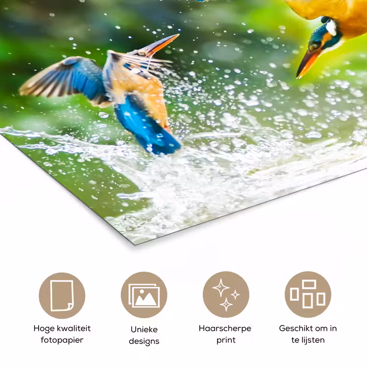 IJsvogels vliegen in het water poster papier klein -closeup_NL