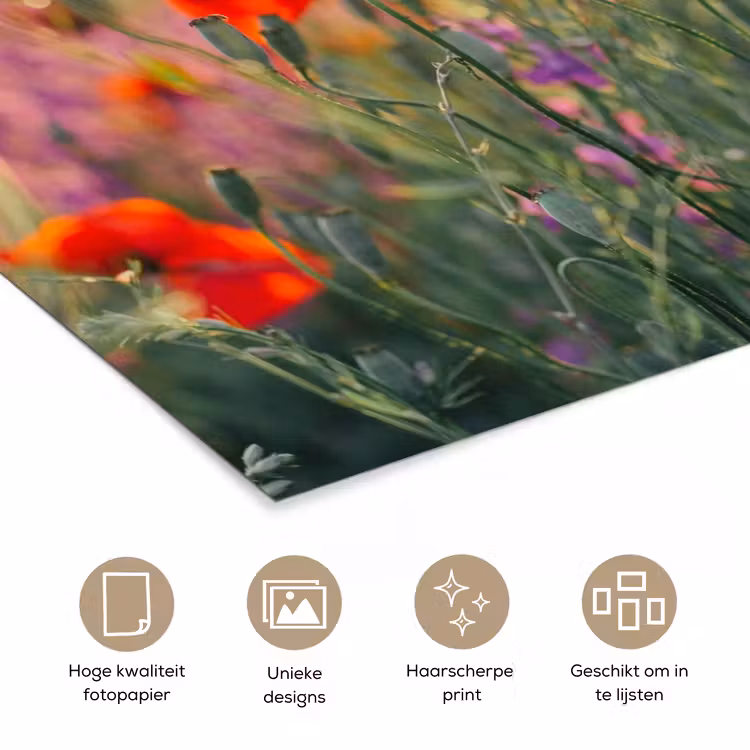 Klaproos - Bloemen - Rood - Paars - Weide poster papier klein -closeup_NL