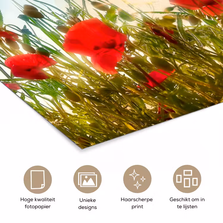 Klaprozen - Toscane - Zon - Rood - Blauw poster papier klein -closeup_NL