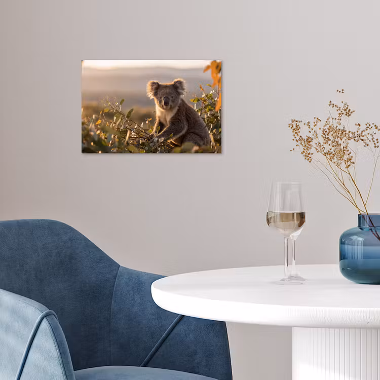 Koala - Bladeren - Ochtendlicht poster papier klein -sfeer3