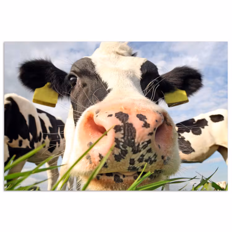 Koe - Boerderij - Gras - Dieren poster papier klein -3d