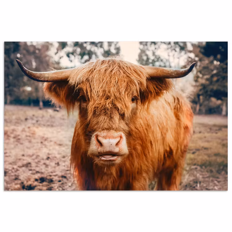 Koe- Schotse hooglander - Hoorns - Bruin - Landschap poster papier klein -3d