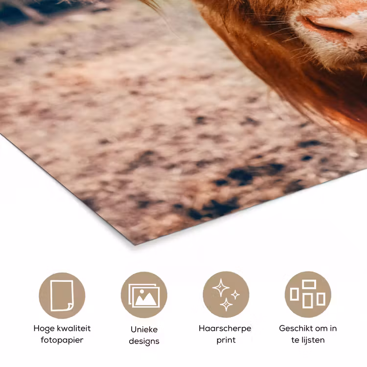 Koe- Schotse hooglander - Hoorns - Bruin - Landschap poster papier klein -closeup_NL