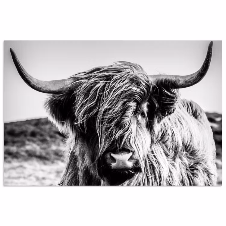 Koe - Schotse hooglander - Zwart - Wit - Dier - Natuur - Wild poster papier klein -3d