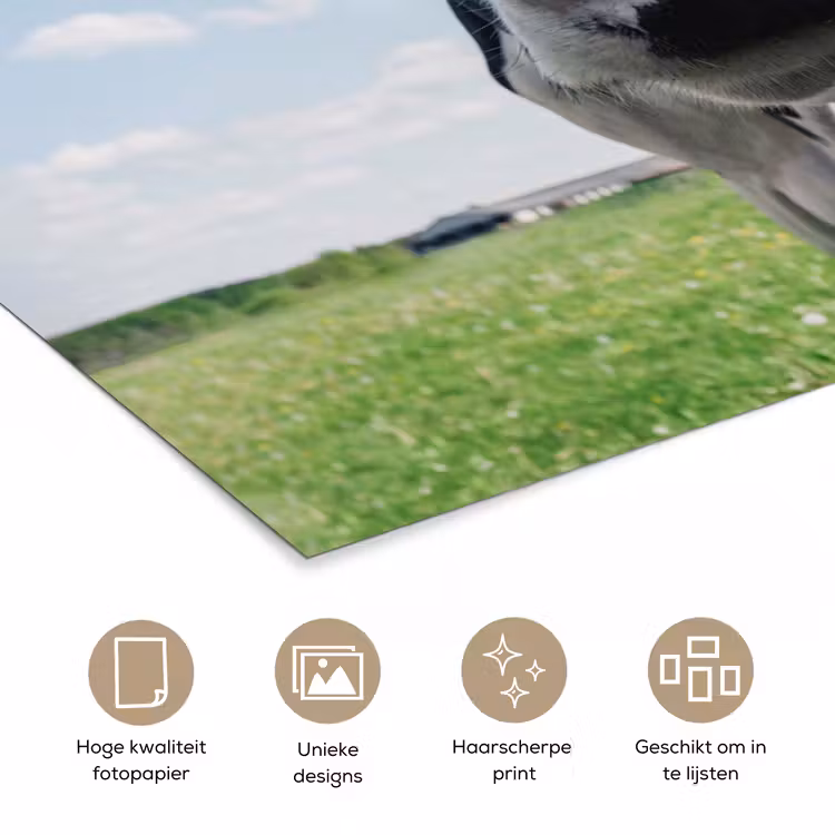 Koe - Weiland - Natuur - Dieren - Gras poster papier klein -closeup_NL