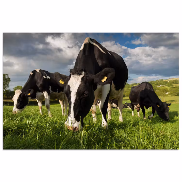 Koeien - Dieren - Gras - Weiland - Boerderij poster papier klein -3d