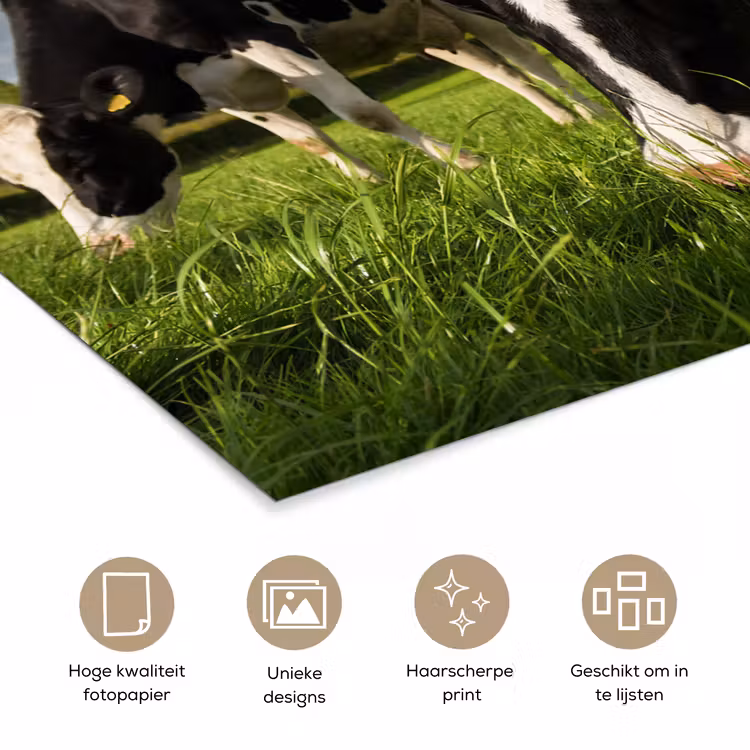 Koeien - Dieren - Gras - Weiland - Boerderij poster papier klein -closeup_NL