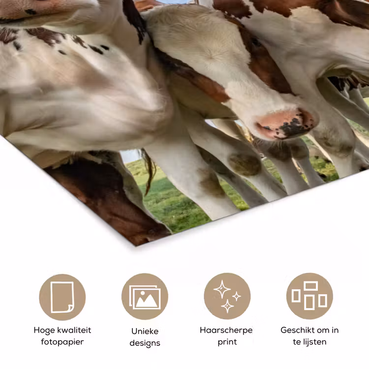 Koeien - Dieren - Weiland - Natuur poster papier klein -closeup_NL