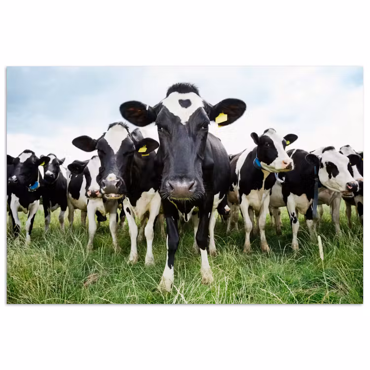 Koeien - Gras - Lente - Dieren - Weiland - Boerderij poster papier klein -3d