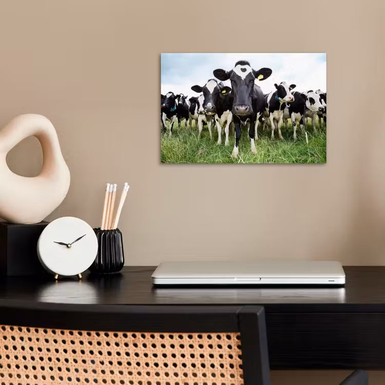Koeien - Gras - Lente - Dieren - Weiland - Boerderij poster papier klein -sfeer1