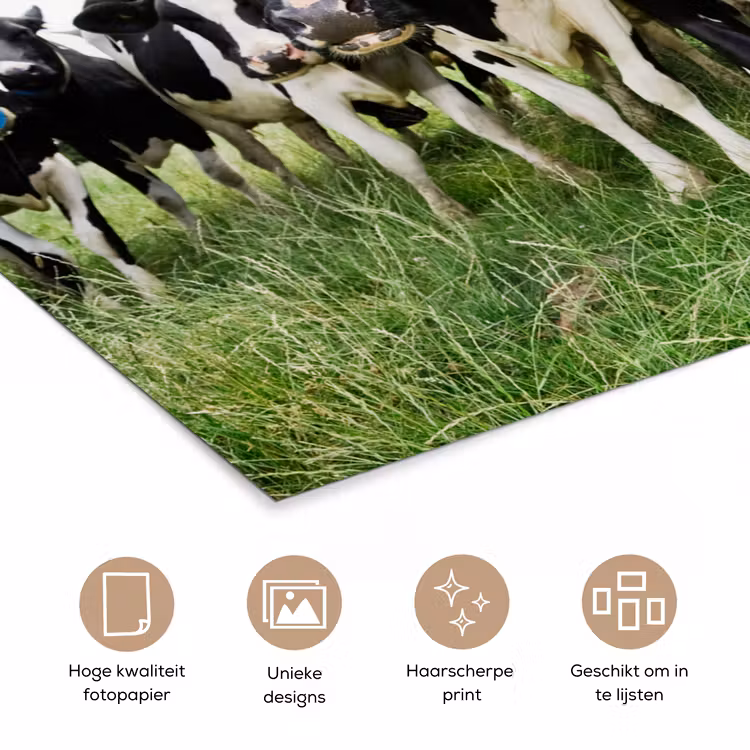 Koeien - Gras - Lente - Dieren - Weiland - Boerderij poster papier klein -closeup_NL