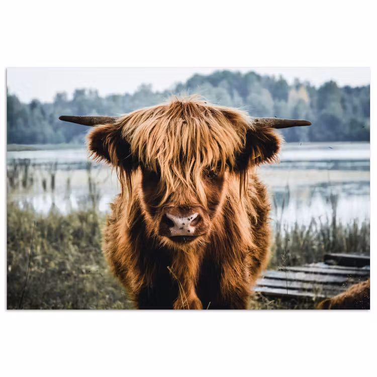 Koeien - Schotse hooglander - Bruin - Natuur poster papier klein -3d