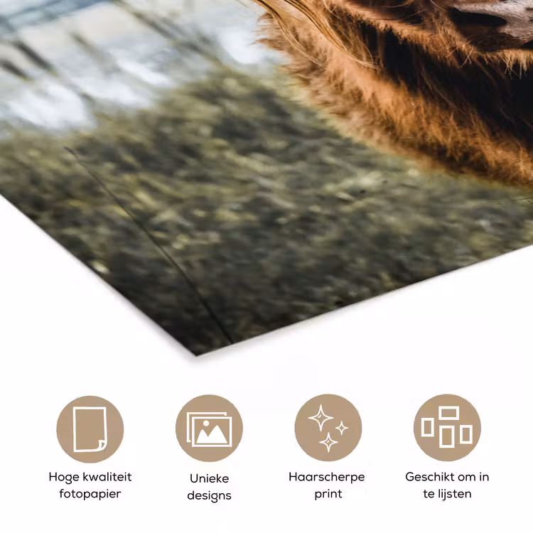 Koeien - Schotse hooglander - Bruin - Natuur poster papier klein -closeup_NL
