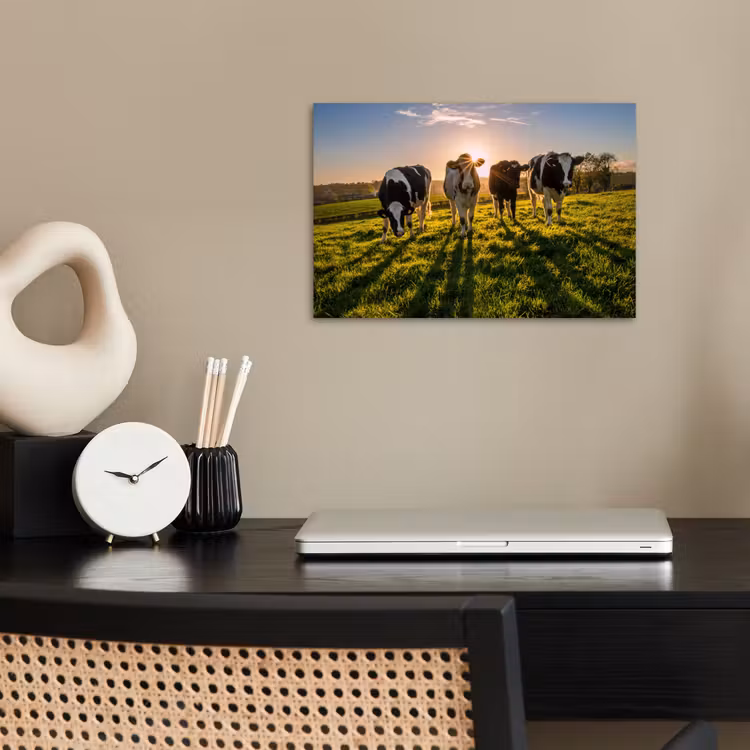 Koeien - Zon - Gras - Dieren - Boerderij poster papier klein -sfeer1
