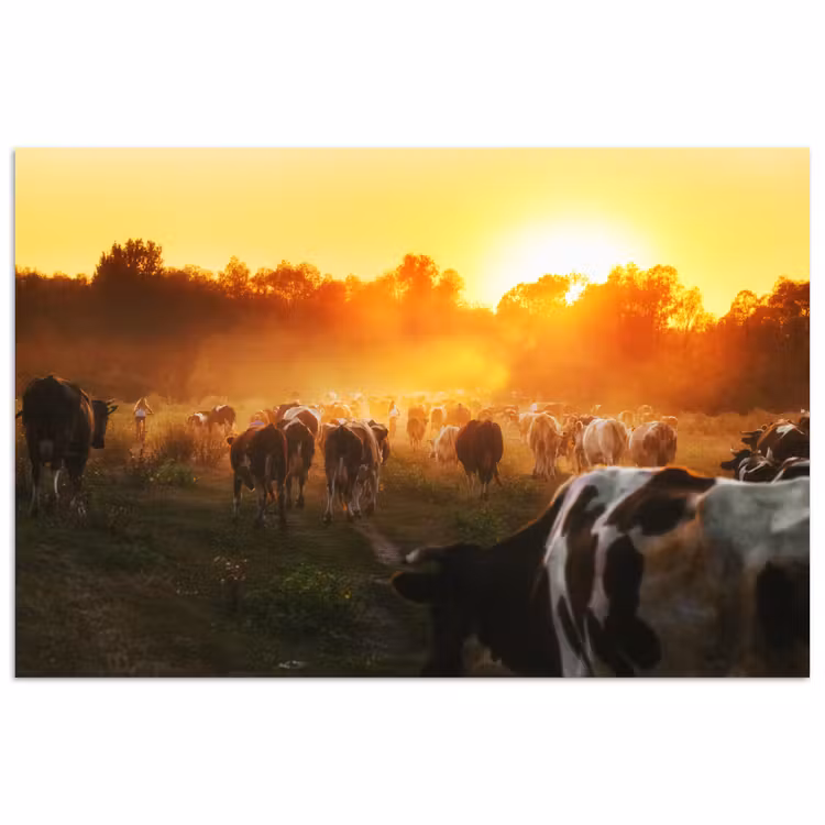 Koeien - Zonsondergang - Weiland - Dieren poster papier klein -3d
