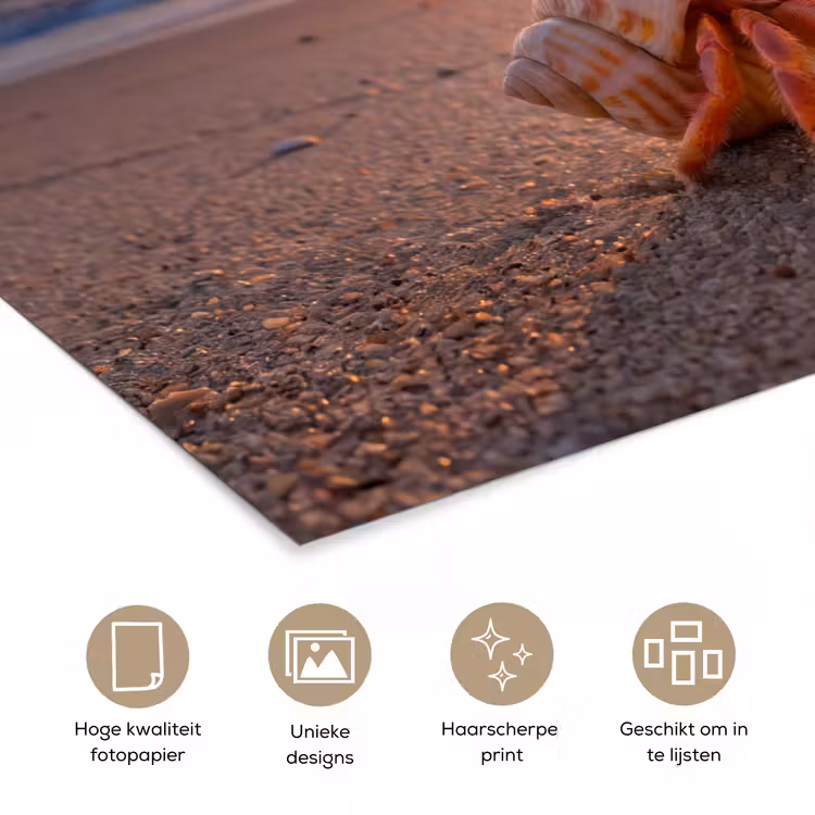 Kreeft - Strand - Natuur - Zonsondergang - Oranje poster papier klein -closeup_NL