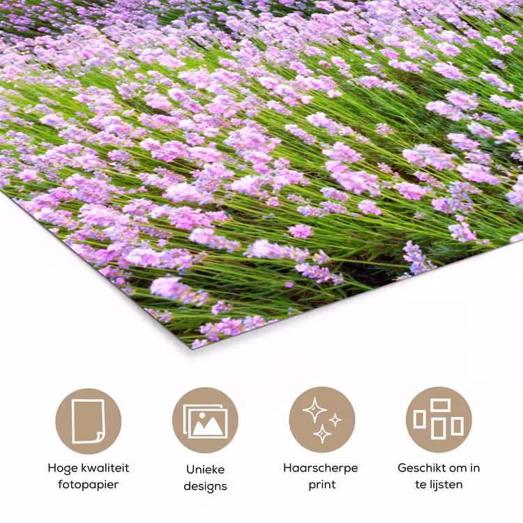 Lavendel - Bloemen - Zonsondergang - Paars - Weide poster papier klein -closeup_NL