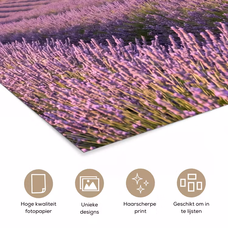 Lavendel - Landschap - Sereen - Paars poster papier klein -closeup_NL