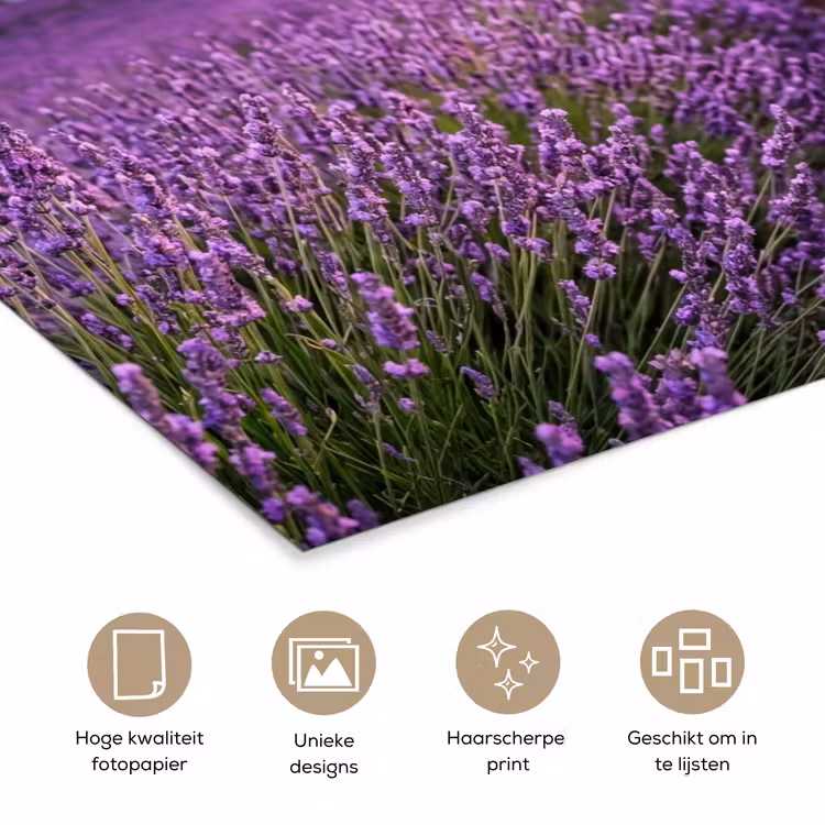 Lavendel - Veld - Natuur - Paars poster papier klein -closeup_NL