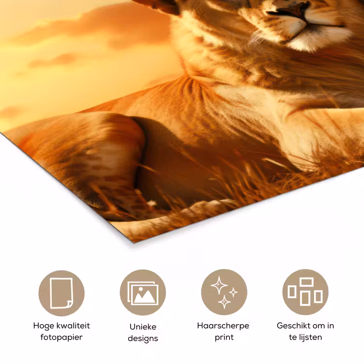 Leeuwen - Zonsondergang - Afrika - Savanne - Dieren poster papier klein -closeup_NL