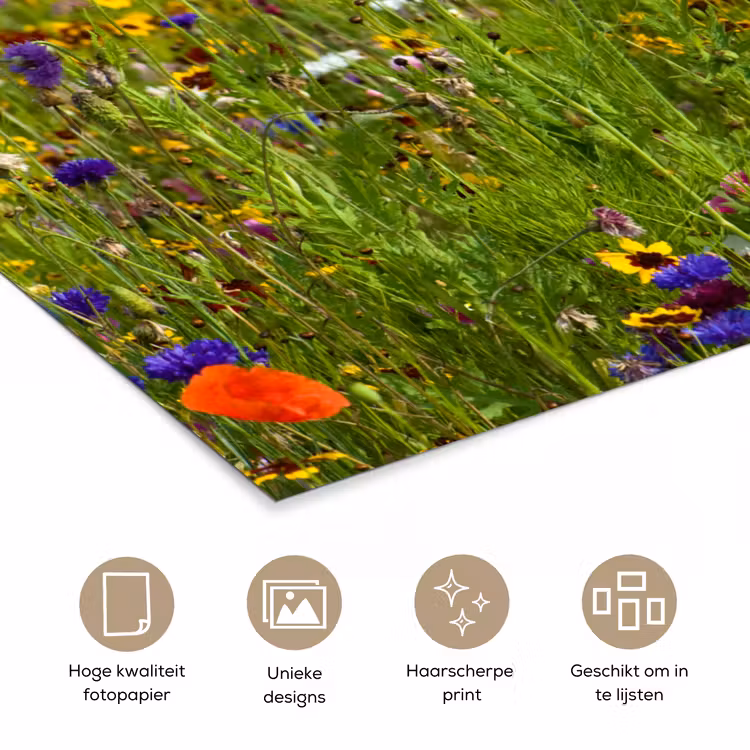 Lente - Bloemen - Rood - Klaproos - Gras - Groen poster papier klein -closeup_NL
